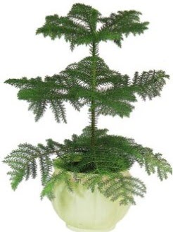 Araucaria Heterophylla i� mekan saks�  Ankara Sincan �i�ek yolla , �i�ek g�nder , �i�ek�i  