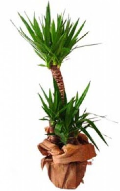 2 li yucca saks� �i�e�i  Ankara Sincan �i�ek yolla , �i�ek g�nder , �i�ek�i  