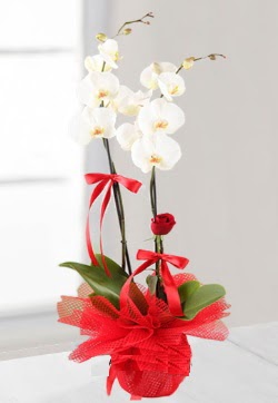 2 dall beyaz orkide ve 1 adet krmz gl  Ankara Sincan kaliteli taze ve ucuz iekler  