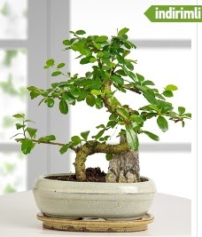 S �eklinde ithal ger�ek bonsai japon a�ac�  cicek siparisi Ankara Sincan cicek , cicekci 