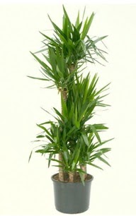 7 li yucca saks bitkisi  Ankara Sincan online ieki , iek siparii 