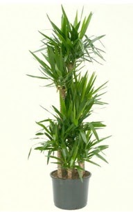 7 li yucca saks� bitkisi  Ankara Sincan online �i�ek�i , �i�ek sipari�i 