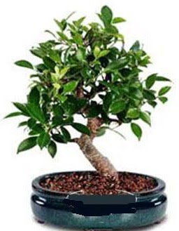 5 ya��nda japon a�ac� bonsai bitkisi  Ankara Sincan kaliteli taze ve ucuz �i�ekler 