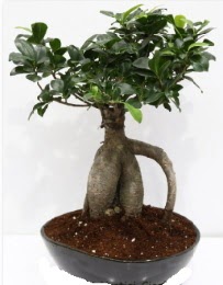 5 ya��nda japon a�ac� bonsai bitkisi  cicek siparisi Ankara Sincan cicek , cicekci 