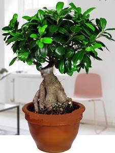 5 ya��nda japon a�ac� bonsai bitkisi  �i�ek sipari�i Ankara Sincan anneler g�n� �i�ek yolla 