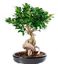 Bonsai Japon a�ac� saks� bitkisi  Ankara Sincan �i�ek ma�azas� , �i�ek�i adresleri 