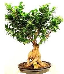 Bonsai Japon a�ac� saks� bitkisi  Ankara Sincan online �i�ek g�nderme sipari� 