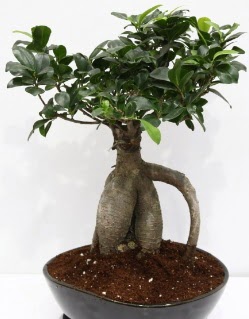 Japon a�ac� bonsai saks� bitkisi  Ankara Sincan ucuz �i�ek g�nder 