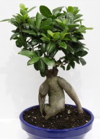 bonsai japon aac saks iei  Ankara Sincan online ieki , iek siparii 