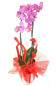 2 dall mor orkide bitkisi  Ankara Sincan iek siparii sitesi 