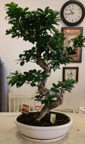 100 cm y�ksekli�inde dev bonsai japon a�ac�  Online Ankara Sincan �i�ek sat��� 