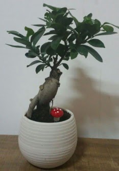 Bonsai japon a�ac� saks� �i�e�i  Ankara Sincan �i�ek , �i�ek�i , �i�ek�ilik 