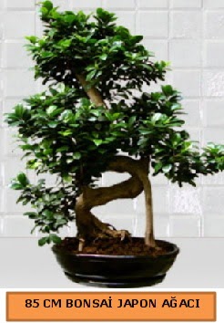85 CM Japon a�ac� Bonsai saks� bitkisi  Online Ankara Sincan �i�ek�iler 
