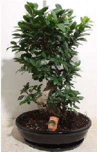 75 CM Ginseng bonsai Japon a�ac�  Ankara Sincan internetten �i�ek sipari�i 