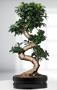 90 CM Japon A�ac� Bonsai saks� �i�e�i  Ankara Sincan �i�ek g�nderme sitemiz g�venlidir 