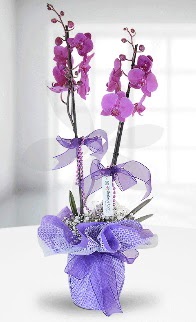 �ift dall� mor orkide L�KE MARKADIR  Ankara Sincan kaliteli taze ve ucuz �i�ekler 