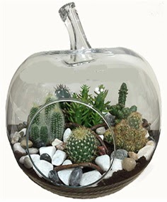 Terrarium tanzim elma camda 5 kakt�s  Ankara Sincan online �i�ek g�nderme sipari� 