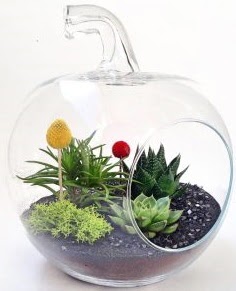Elma Terrarium orta boy 5 kakt�s  cicek siparisi Ankara Sincan cicek , cicekci 