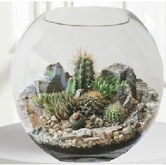 Cam fanus Terrarium 5 kakt�s  Ankara Sincan �i�ek yolla , �i�ek g�nder , �i�ek�i  