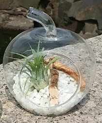 Elma k���k boy terrarium 1 kakt�s  Ankara Sincan �i�ek sipari�i vermek 