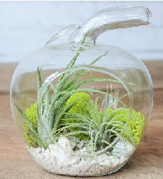 Elma terrarium k���k boy 2 kakt�s  Ankara Sincan uluslararas� �i�ek g�nderme 