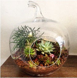Orta boy elma terrarium 3 kakt�sl�  cicek siparisi Ankara Sincan cicek , cicekci 