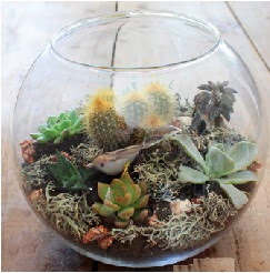 Cam fanusta 7 kakt�sl� terrarium  Ankara Sincan �i�ek sipari�i vermek 