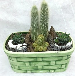 Seramik i�erisinde 5 kakt�sl� terrarium  Ankara Sincan �i�ek , �i�ek�i , �i�ek�ilik 