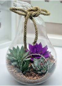 Orta boy armut 3 kakt�s terrarium  cicek siparisi Ankara Sincan cicek , cicekci 