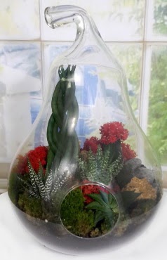 5 adet kakt�s orta boy armut terrarium  Ankara Sincan online �i�ek g�nderme sipari� 
