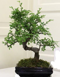 Bonsai saks� �i�e�i  Ankara Sincan �i�ek ma�azas� , �i�ek�i adresleri 