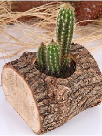K�t�k i�erisinde 3 kakt�s terrarium  Ankara Sincan �i�ek sipari�i vermek 