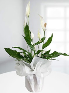 Spathiphyllum �i�e�i Bar�� �i�e�i  Ankara Sincan kaliteli taze ve ucuz �i�ekler  