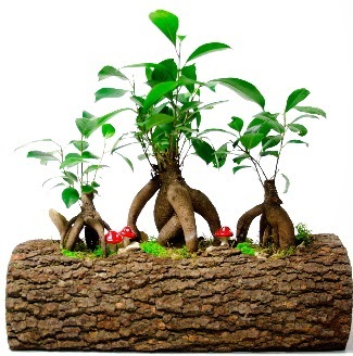 Do�al k�t�k i�inde 3 Bonsai Japon a�ac�  cicek siparisi Ankara Sincan cicek , cicekci 