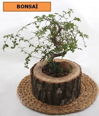 Do�al a�a� k�t�k i�erisinde bonsai bitkisi  Ankara Sincan �i�ek , �i�ek�i , �i�ek�ilik 