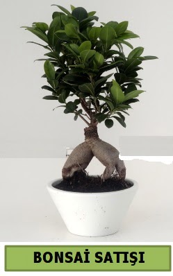 Bonsai japon a�ac� sat���  Ankara Sincan online �i�ek�i , �i�ek sipari�i 