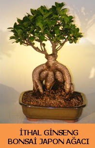 thal japon aac ginseng bonsai sat  Online Ankara Sincan iek sat 