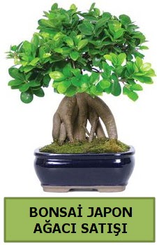 Bonsai japon a�ac� sat���  Ankara Sincan �i�ek sipari�i sitesi 