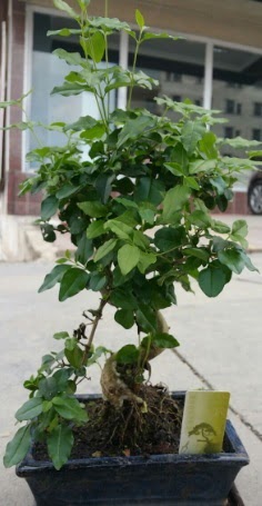 Bonsai japon a�ac� saks� bitkisi  Ankara Sincan 14 �ubat sevgililer g�n� �i�ek 