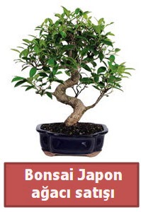 Japon aac bonsai sat  Ankara Sincan online iek gnderme sipari 