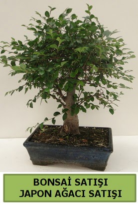 Minyatr bonsai japon aac sat  Ankara Sincan iek , ieki , iekilik 