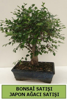 Minyat�r bonsai japon a�ac� sat���  Ankara Sincan �i�ek , �i�ek�i , �i�ek�ilik 