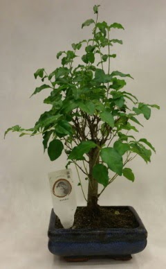 Minyatr bonsai japon aac sat  Ankara Sincan ieki maazas 