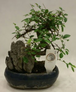 �thal 1.ci kalite bonsai japon a�ac�  Ankara Sincan �i�ek sipari�i sitesi 