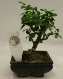 Kk minyatr bonsai japon aac  Ankara Sincan hediye iek yolla 