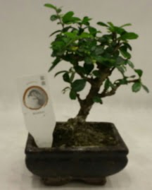 K���k minyat�r bonsai japon a�ac�  Ankara Sincan hediye �i�ek yolla 