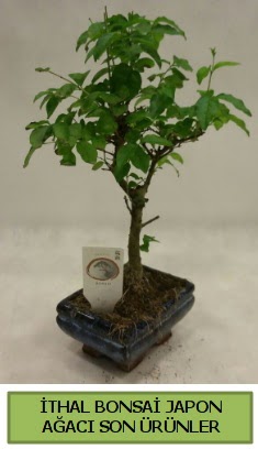 �thal bonsai japon a�ac� bitkisi  Ankara Sincan g�venli kaliteli h�zl� �i�ek 