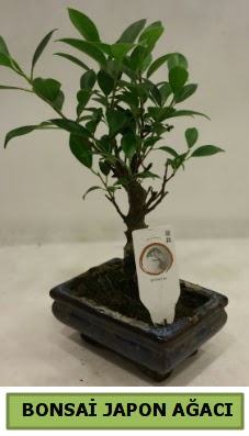 Bonsai japon a�ac� saks� bitkisi  Ankara Sincan online �i�ek�i , �i�ek sipari�i 