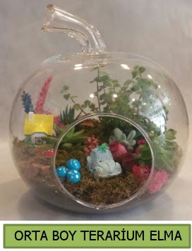 Orta boy terarium elma 5 kakt�s  Ankara Sincan �i�ek yolla , �i�ek g�nder , �i�ek�i  