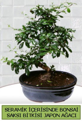 Seramik vazoda bonsai japon aac bitkisi  Ankara Sincan online iek gnderme sipari 